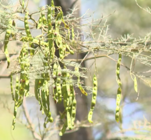 Hanging Acacia seed pods