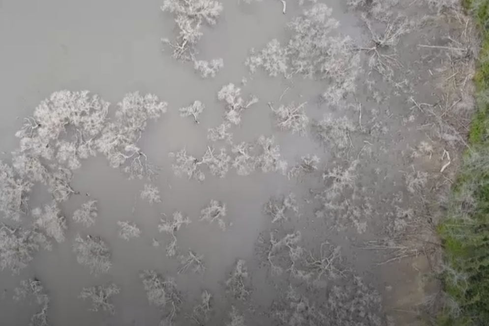 Aerial view of mangrove forests destroyed by wildfire