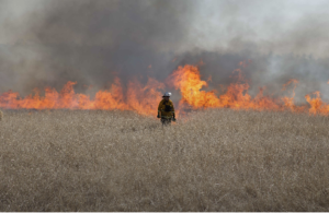 Burning in a field with fire manager attending