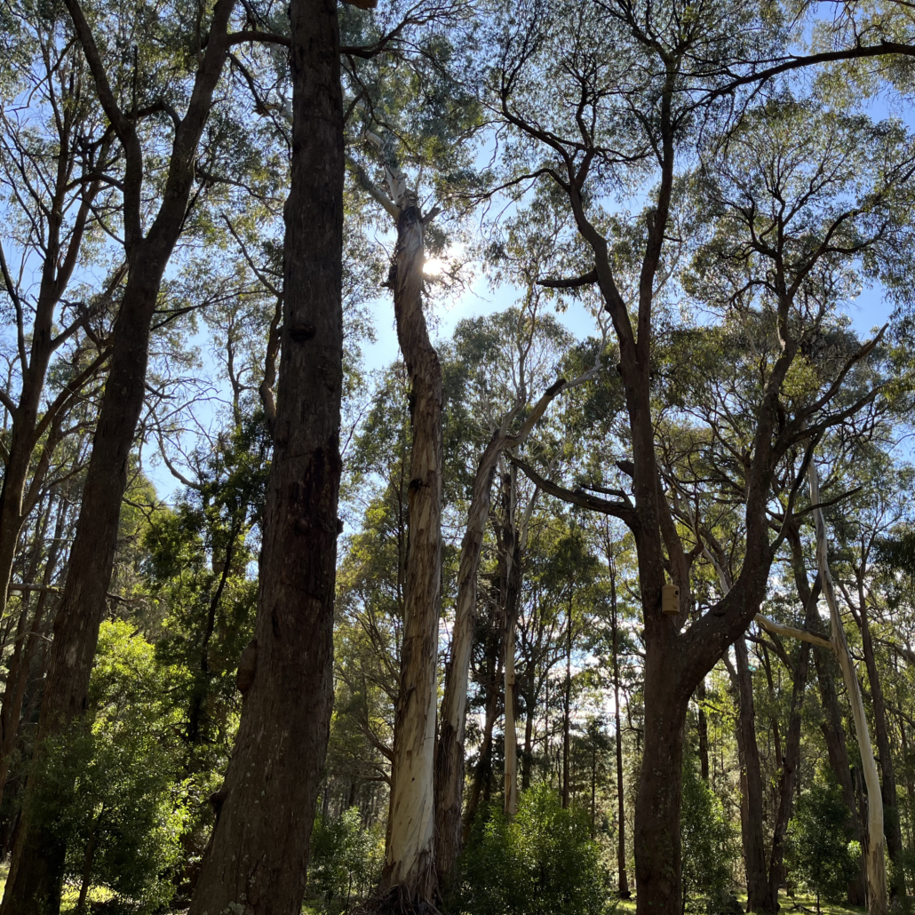 Sun shines through recovering eucalypts with green understory