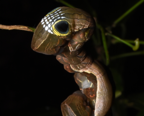 Two pink underwing moth caterpillars on a twig