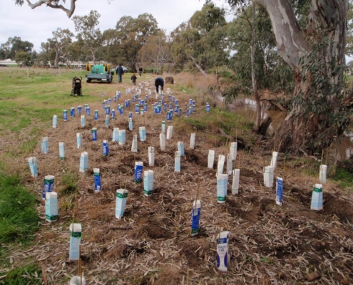 New plantings alongside vegetation corridor in farmland