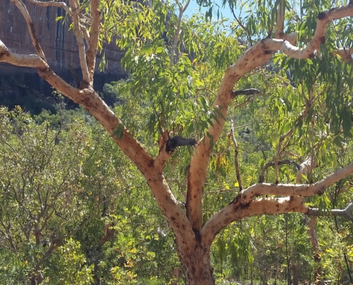 Swamp bloodwood tree adjacent to dry creek bed, Kakadu NP