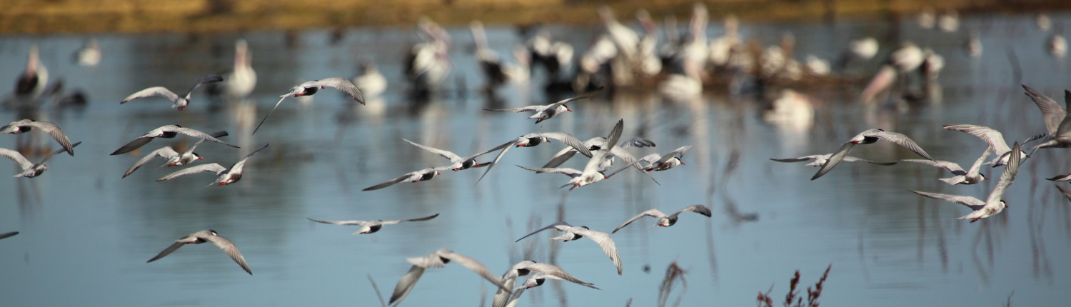 Whiskered Terns at Lake Murphy