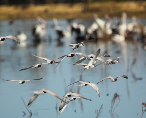 Whiskered Terns at Lake Murphy