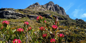 A closeup of flowers with a large mountain in the background.