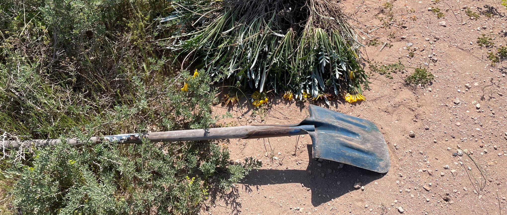 A shovel on red sand, with a pile of pulled up plants next to it.