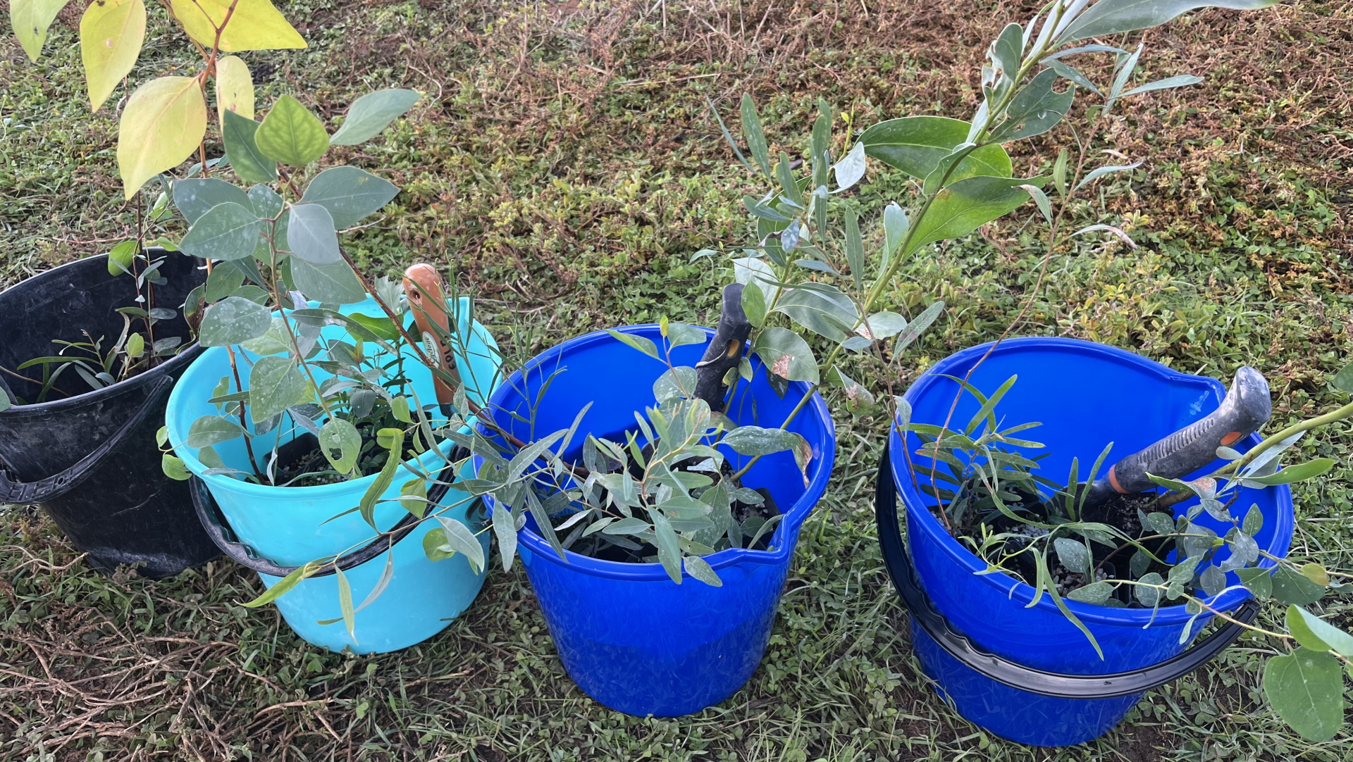 Four buckets containing small plants and trowels.