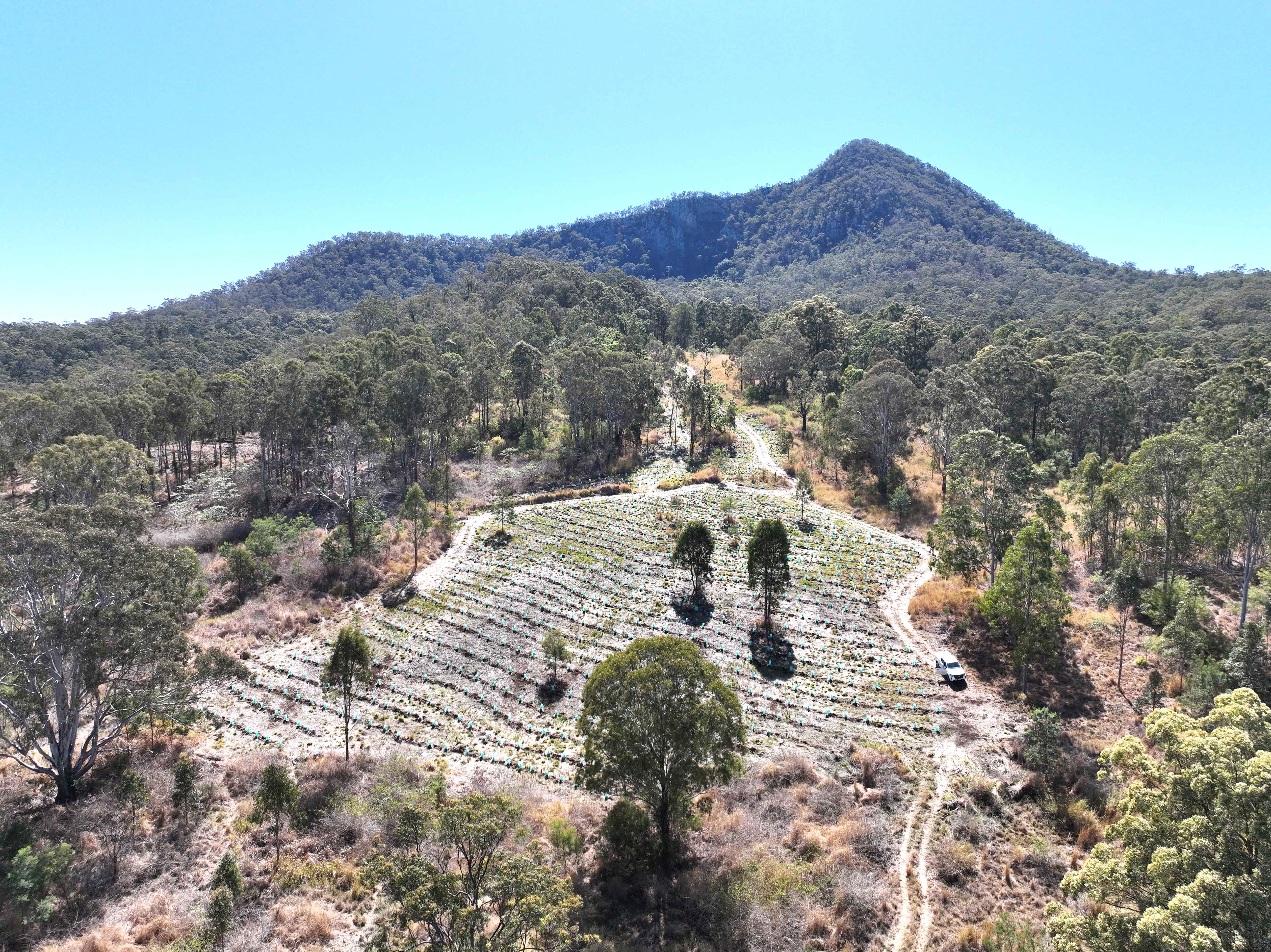 An aerial photo of an expanse of forest with a large section currently being replanted.