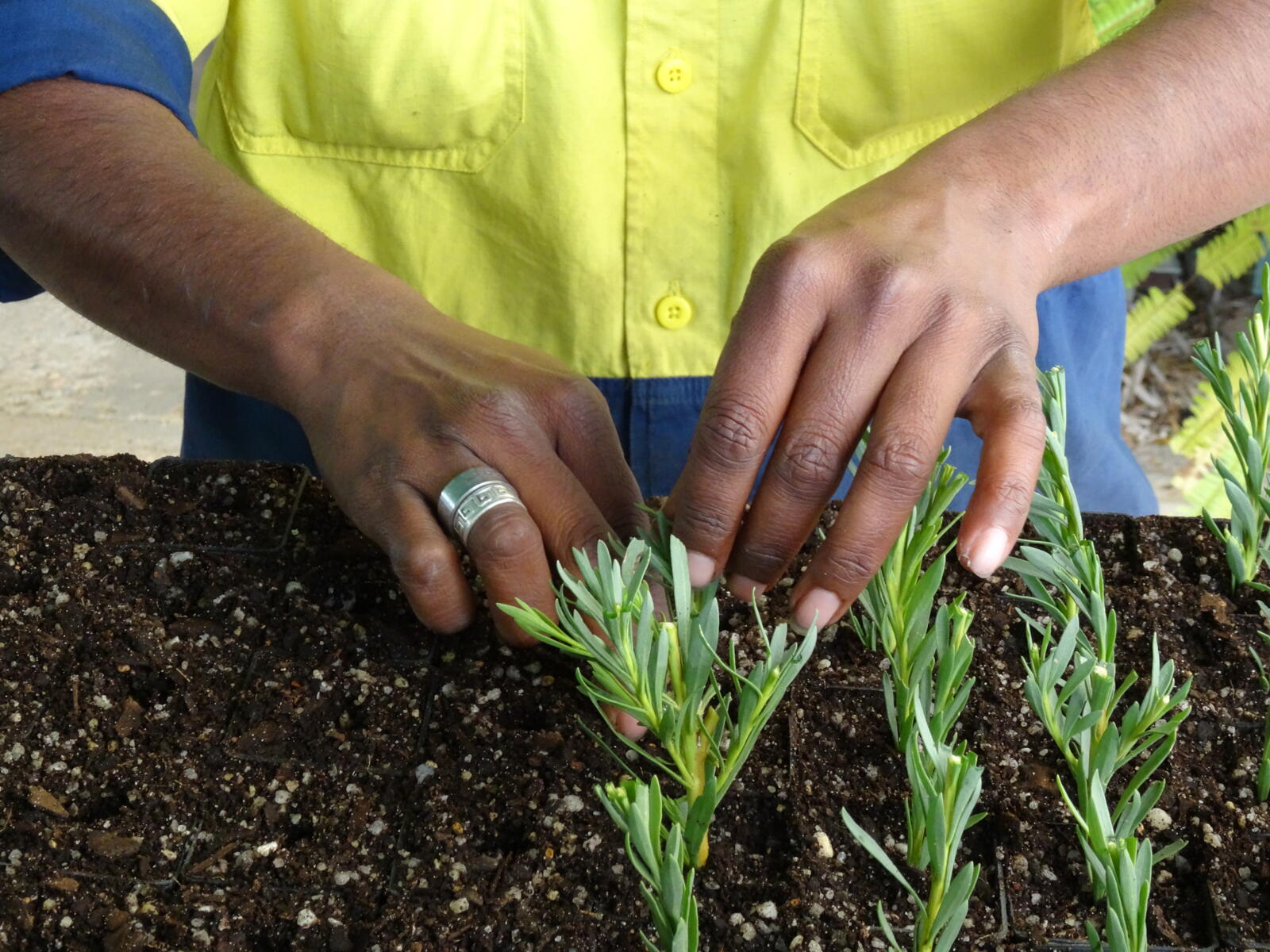 A closeup of two hands planting a small seedling in pots.
