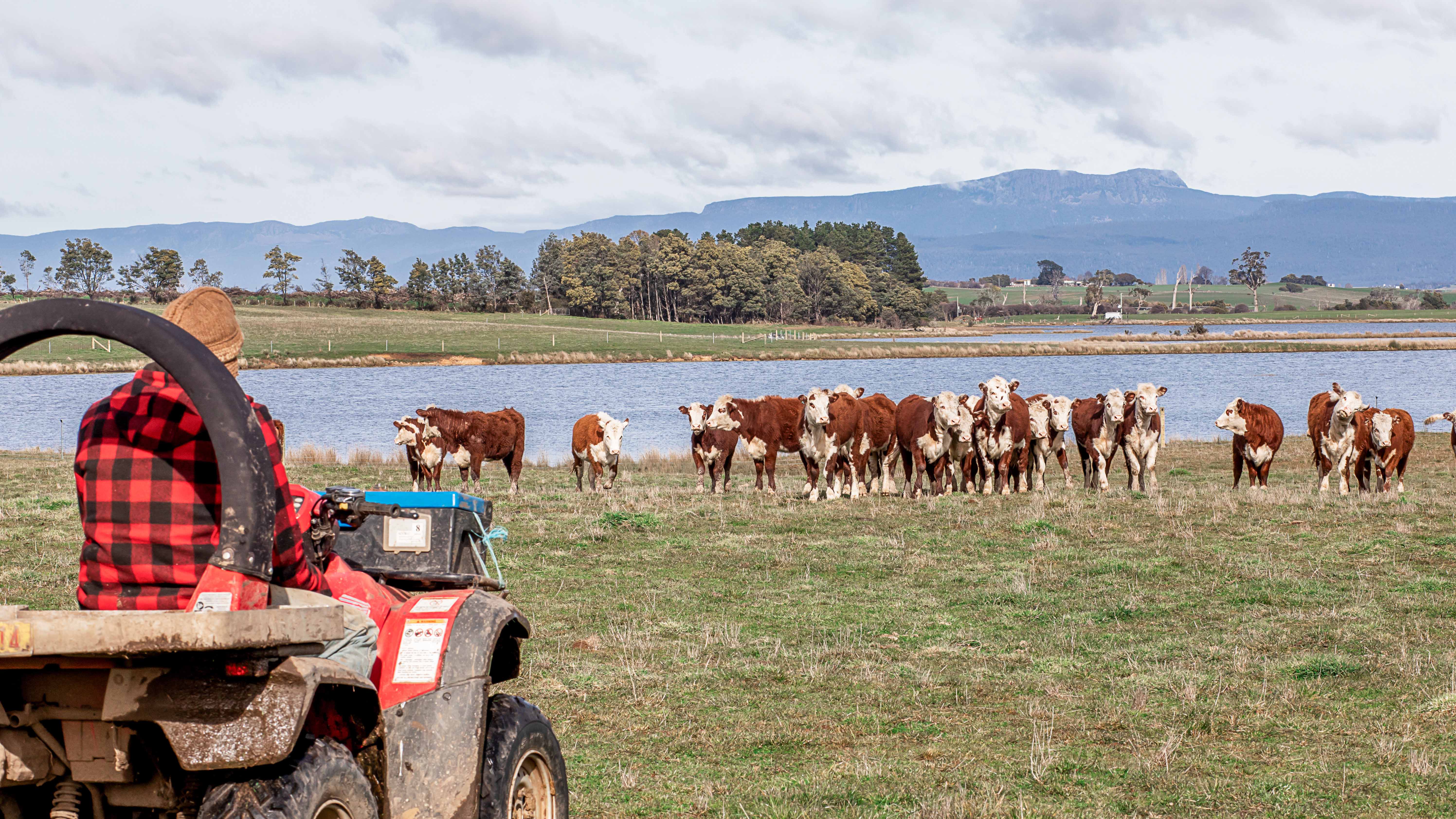 One person on a quad, looking at a group of cattle in front of an expanse of water.