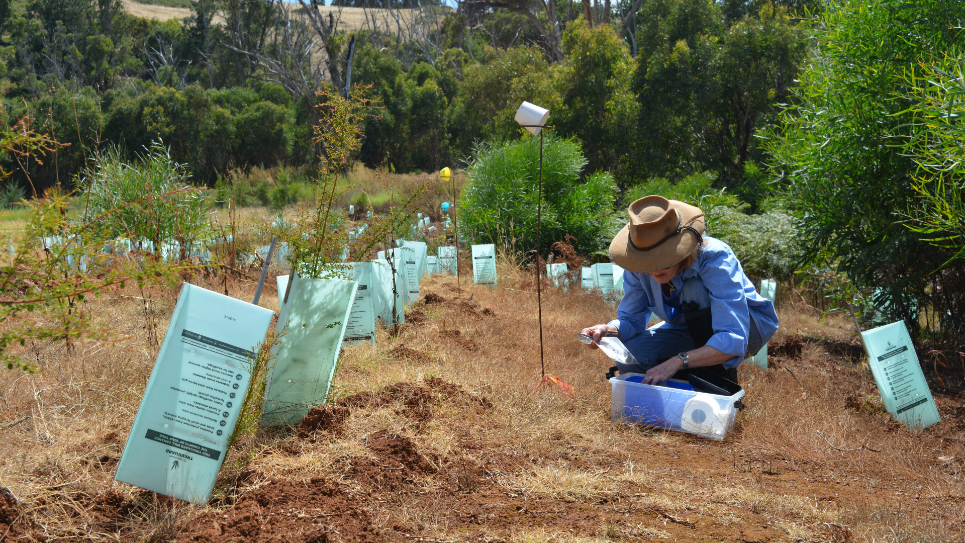 A row of small trees protected by green plastic, with a person kneeling beside them with a container of equipment.