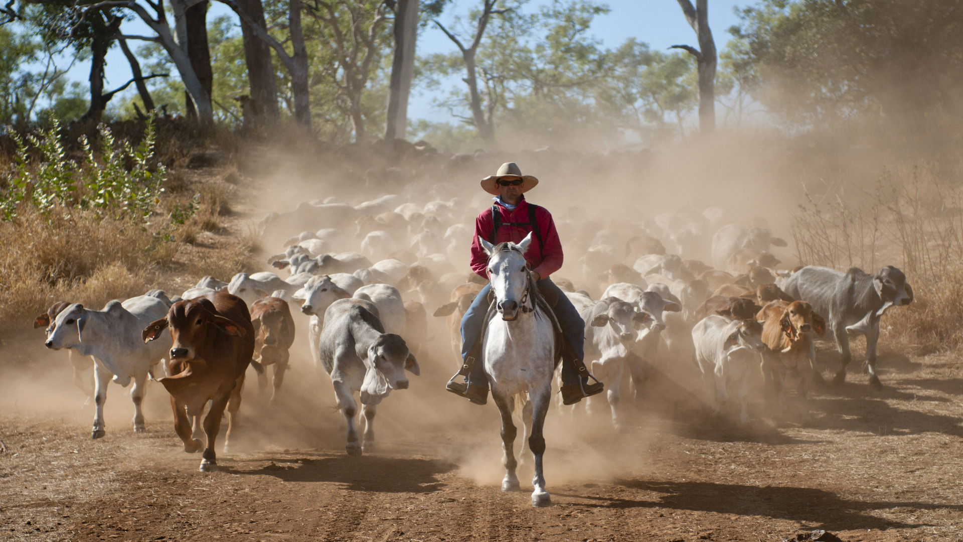 A person on horseback at the head of a herd of cattle.