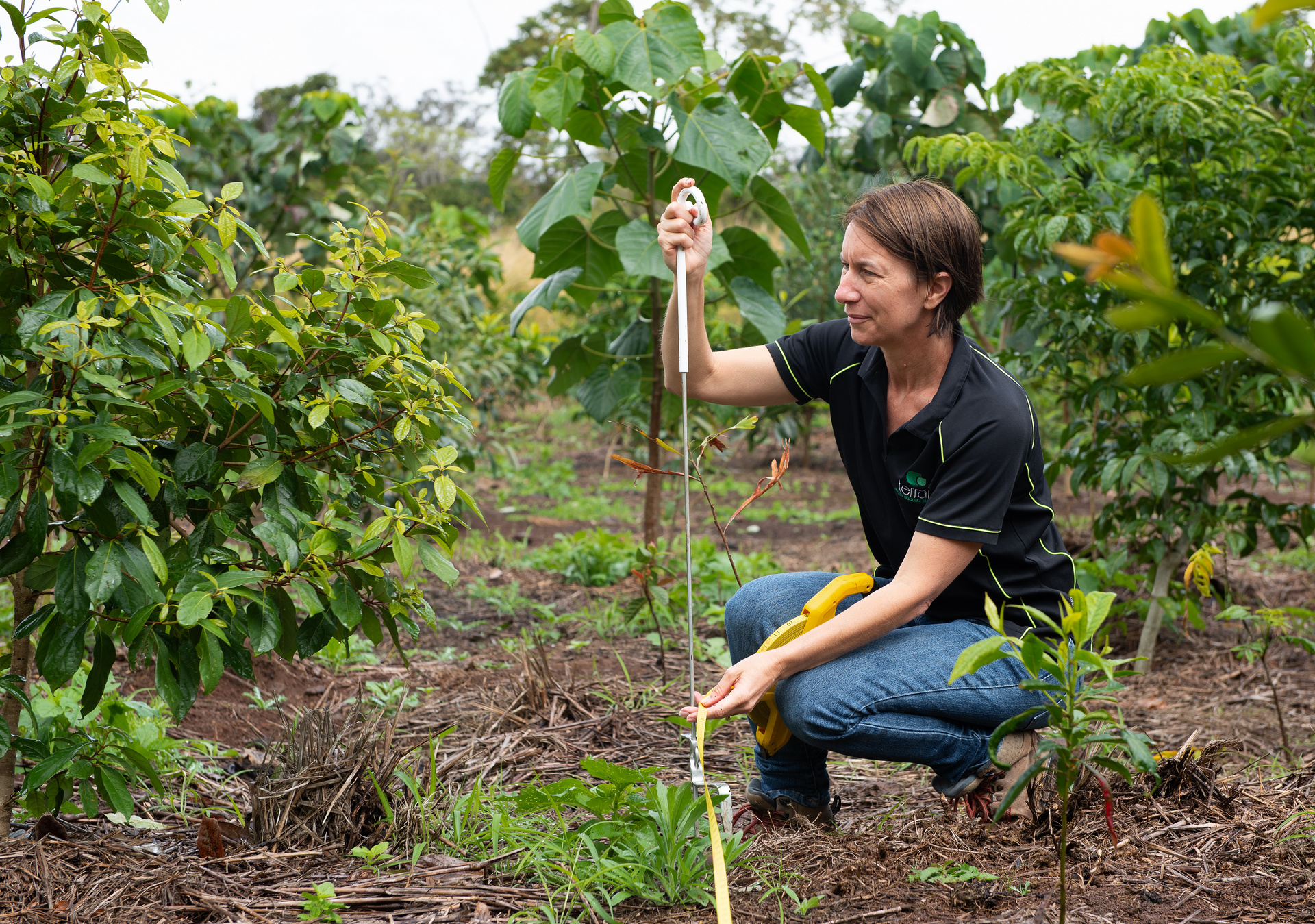 A person kneeling in low bush, with a measuring implement in their hands.