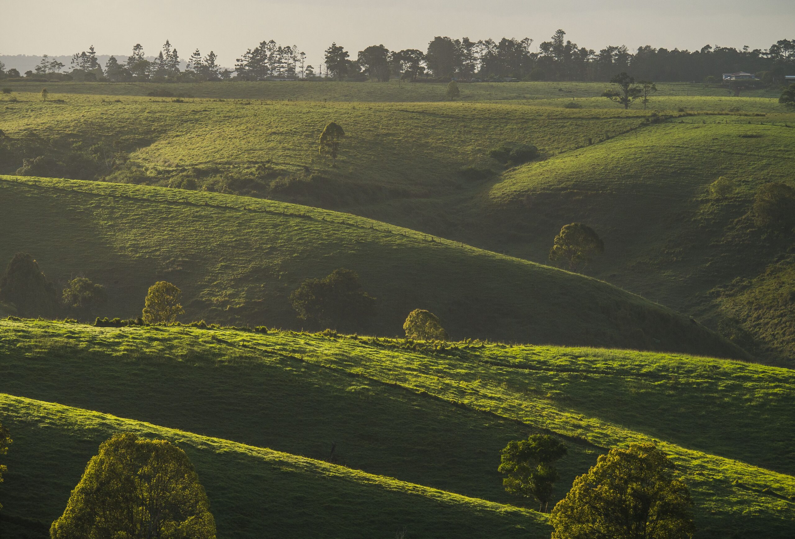 An expanse of green hills stretching into trees in the distance.