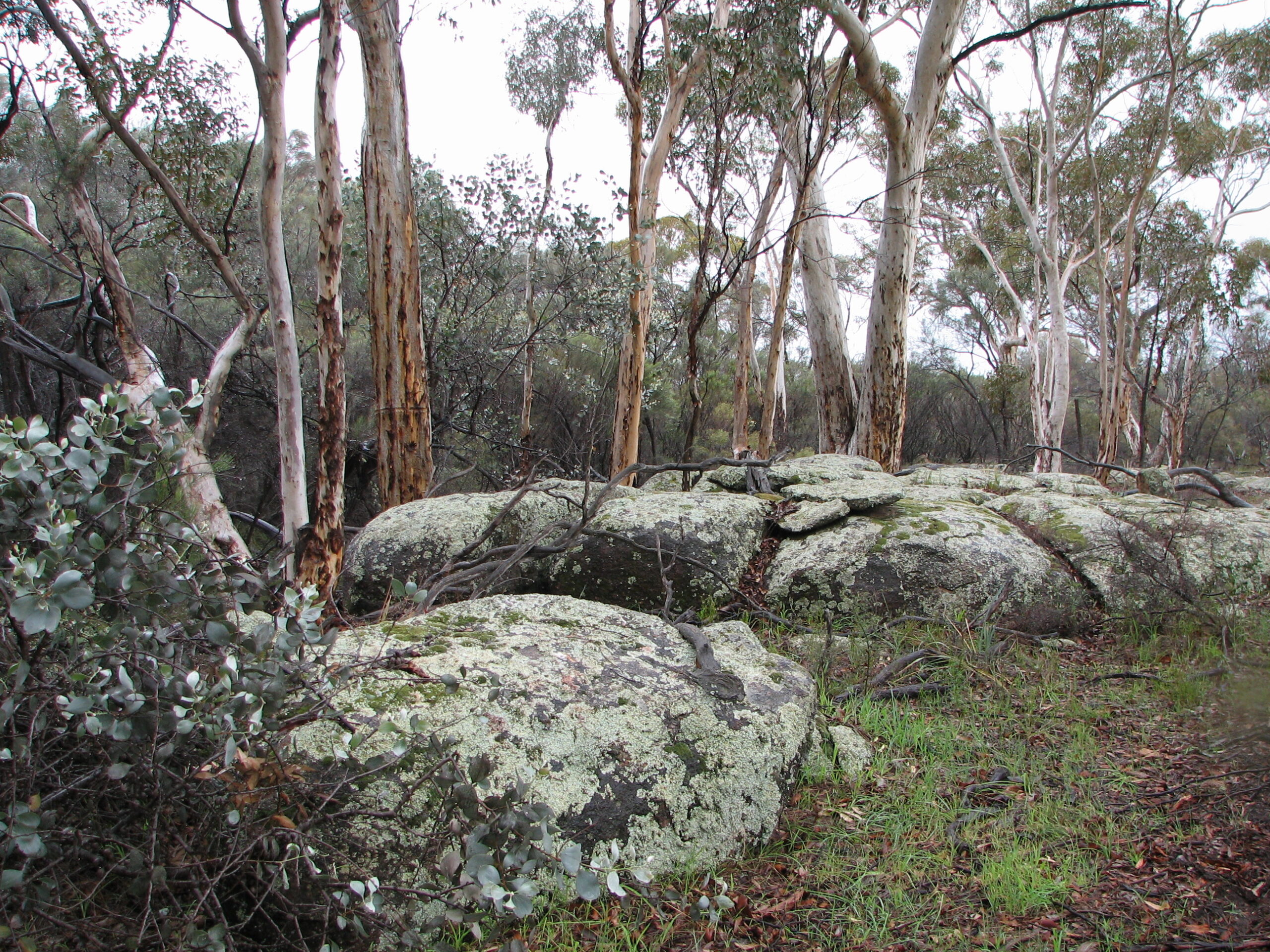 A number of large lichen-covered rocks.