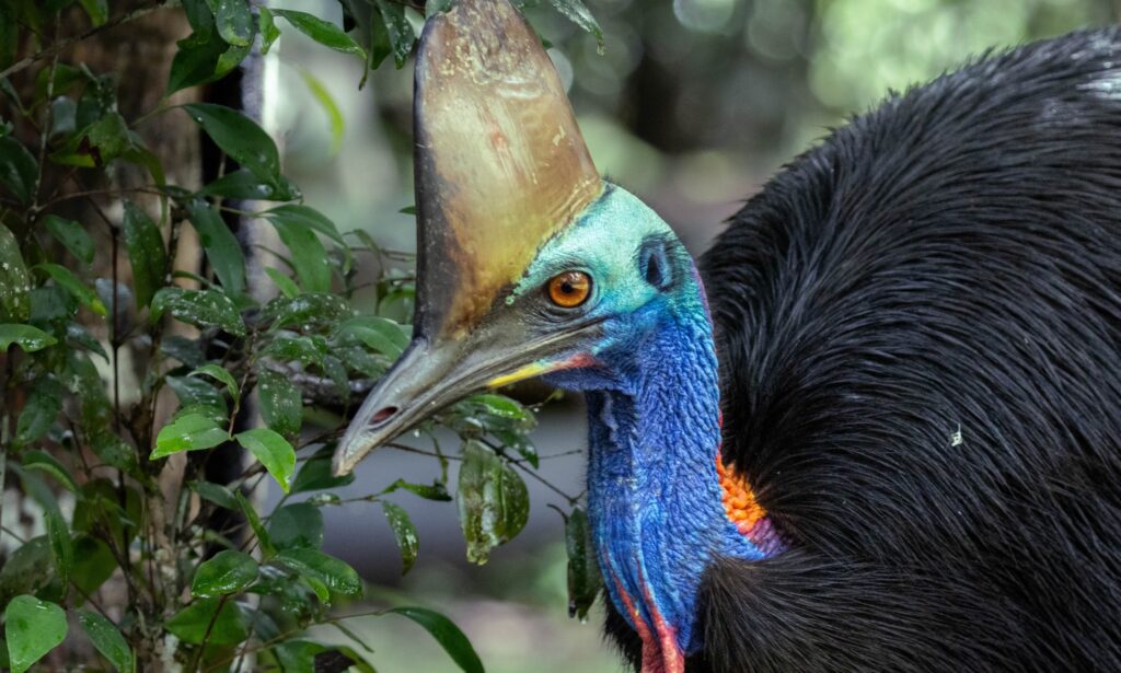 Close up of the many colours of the cassowary's head and neck.