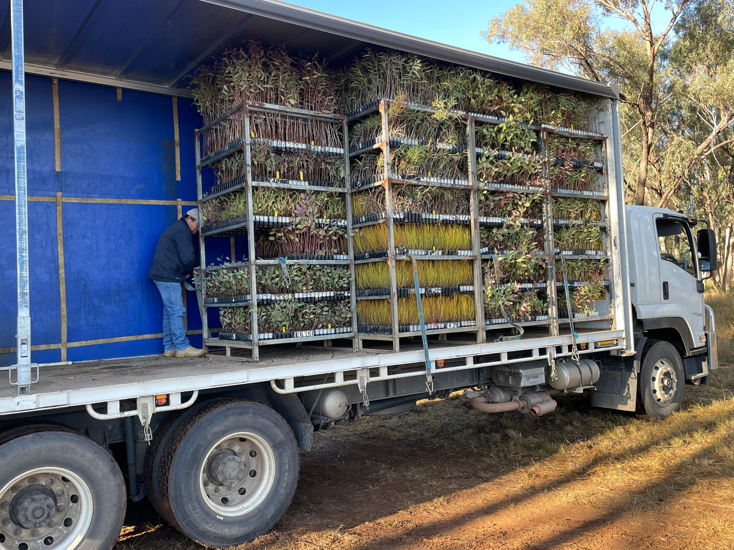 A truck with the side open, containing large racks of small plants, and a person inspecting them.