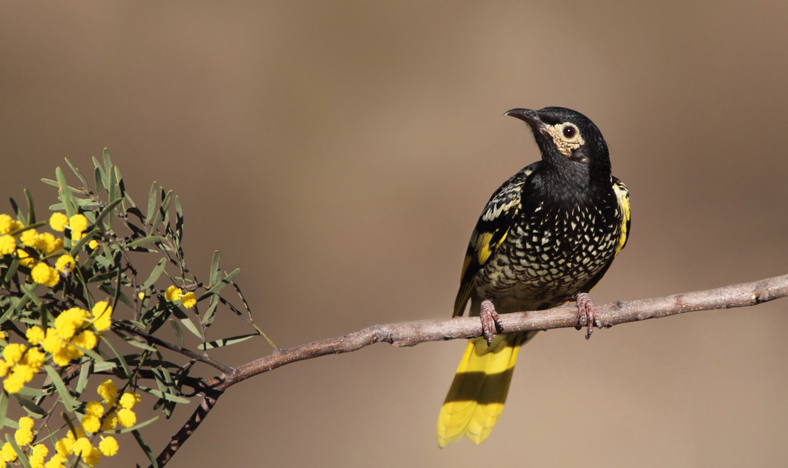A yellow and black bird sitting on a branch ending in small yellow flowers.