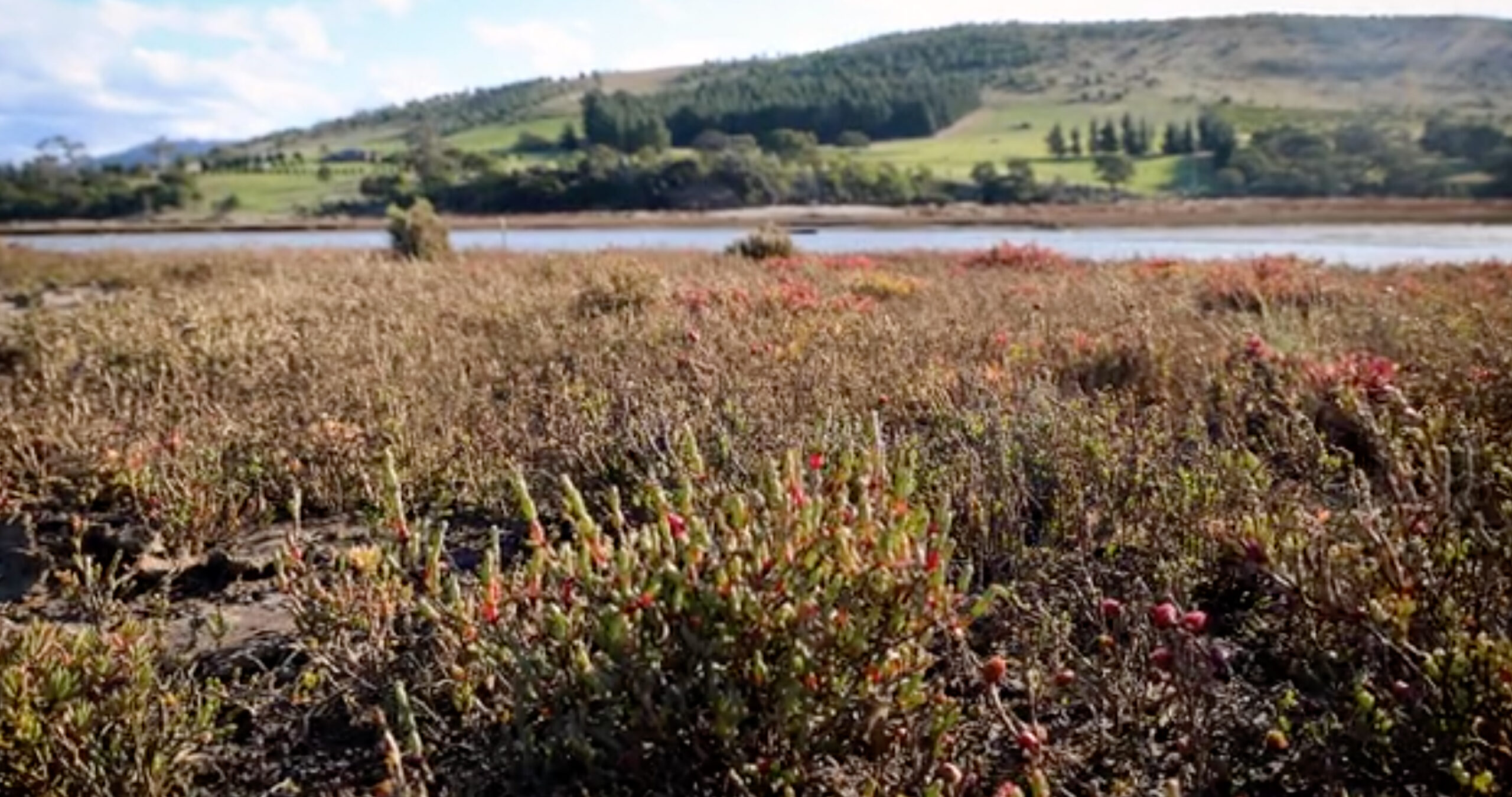 Saltmarsh in foreground, panning out to a body of water then low wooded and cleared hill in background.