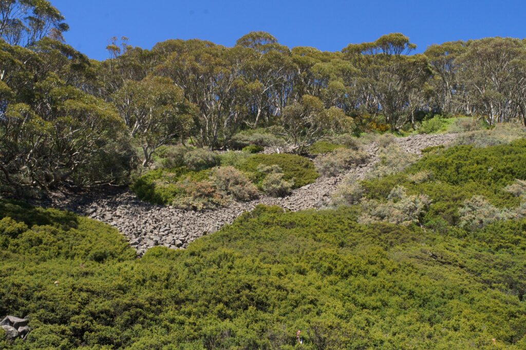 Victorian alps hillside in summer with scrub trees on the hill top.