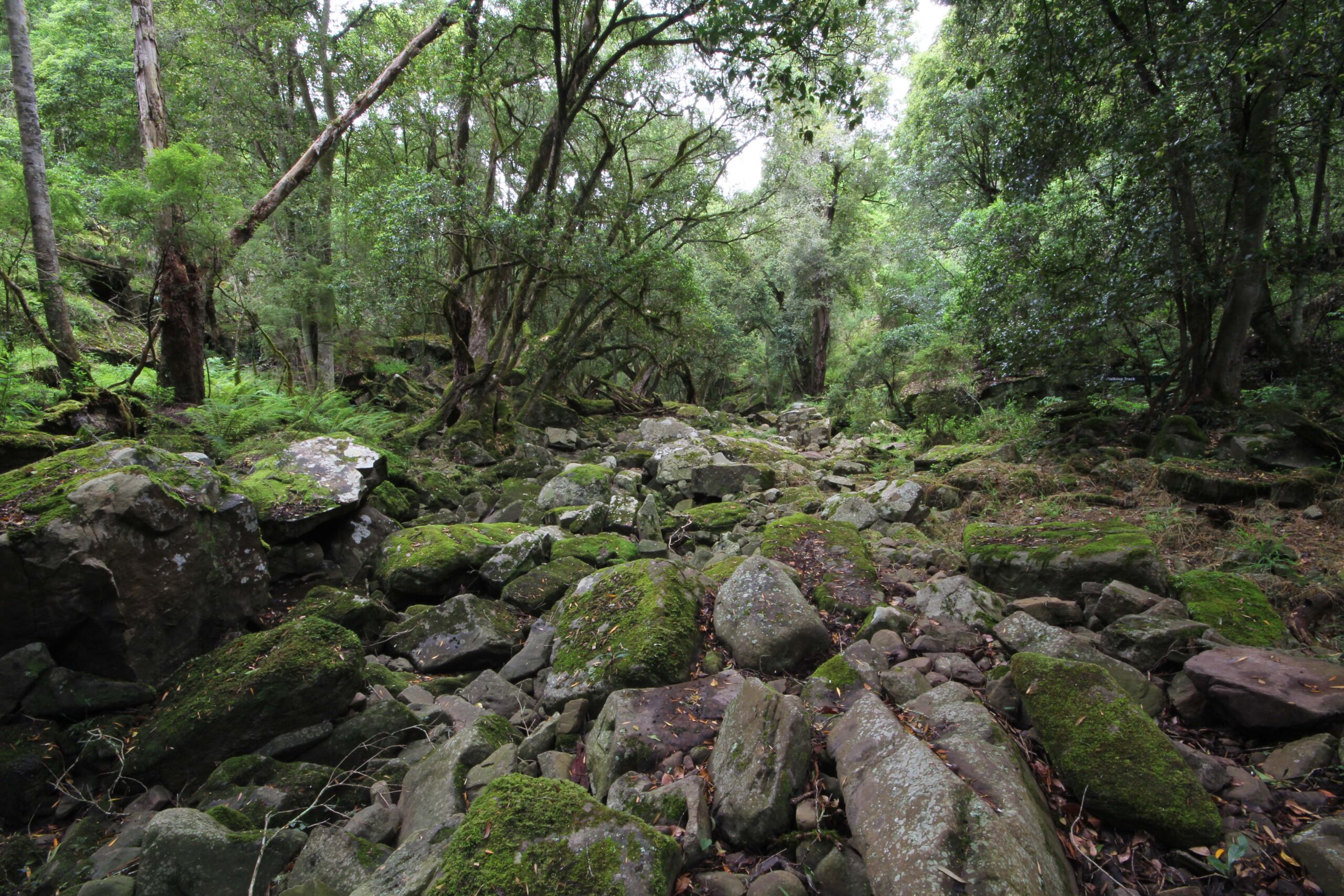 A rocky stretch of forest, with dense green trees and abundant moss.