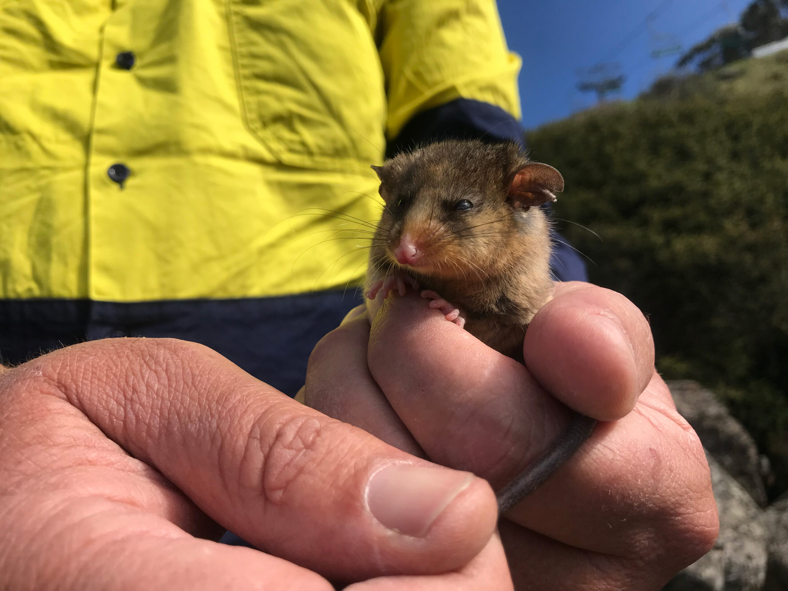 A closeup of a persons hands, holding a small animal who is glaring into the camera.