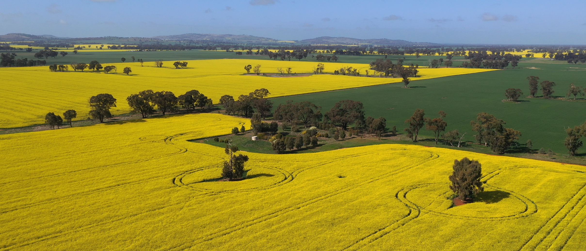 An aerial photo of fields, some are canola crops. Trees appear at sparse intervals.