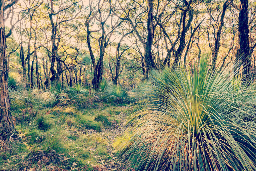 A open wooded area with small grass trees and larger trees providing a canopy.