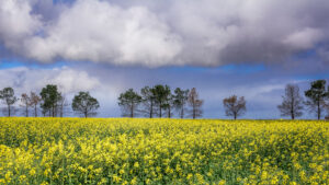 A field of yellow flowers with trees in the background.