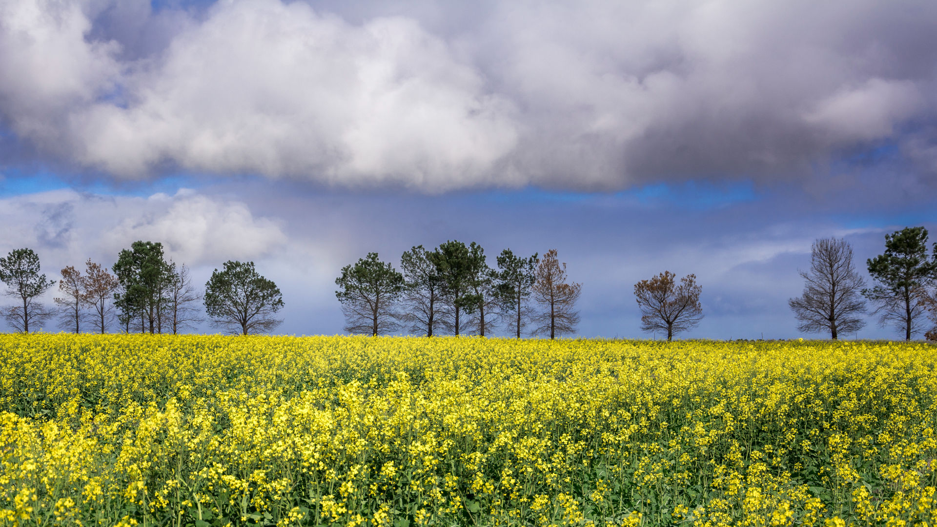 A field of yellow flowers with trees in the background.