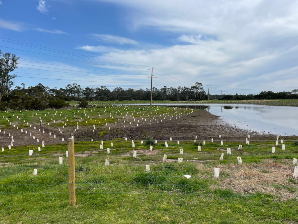 Tree plantings alongside a body of waterbody.