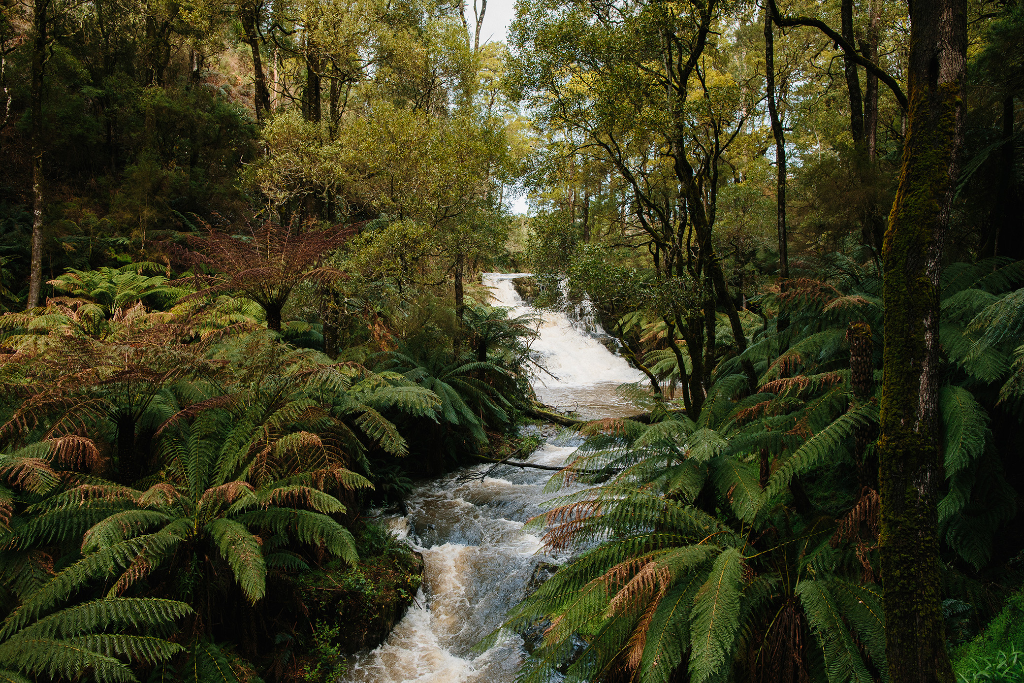 A creek bordered with lush ferns and trees.