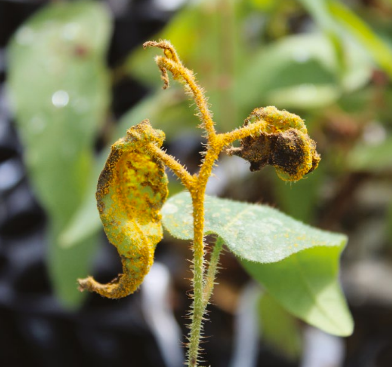 Plant with curling leaves covered in orange furry dots due to fungal pathogen.