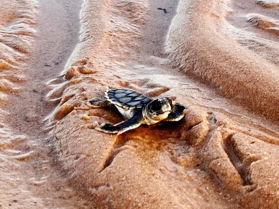 Newly hatched turtle amongst sand ripples on beach.