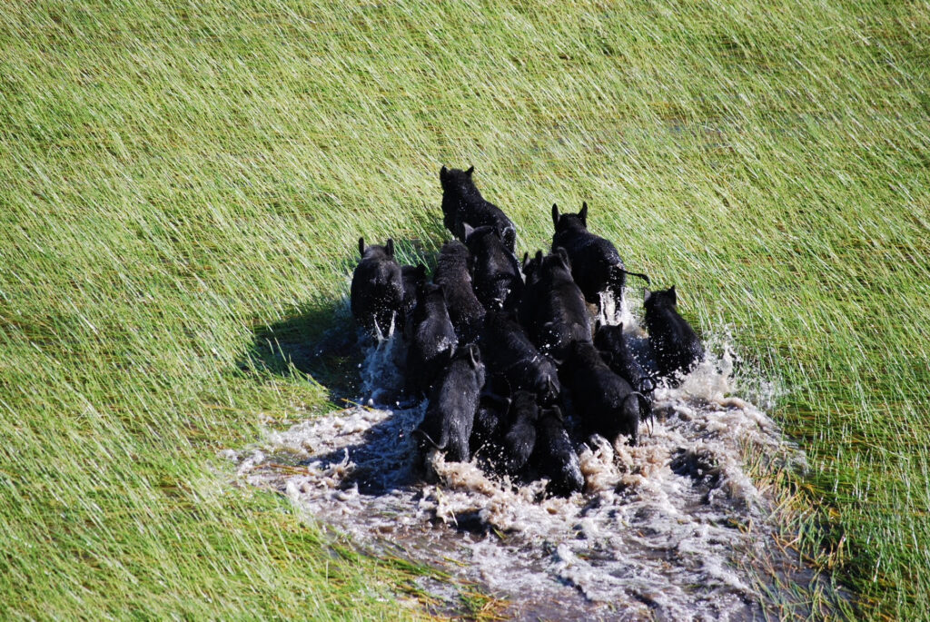 Overhead shot of a group of pigs running across a grassy floodplain.