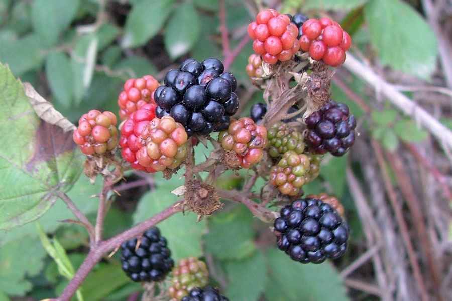 Close up of ripe and ripening blackberry fruit with green leaves behind.