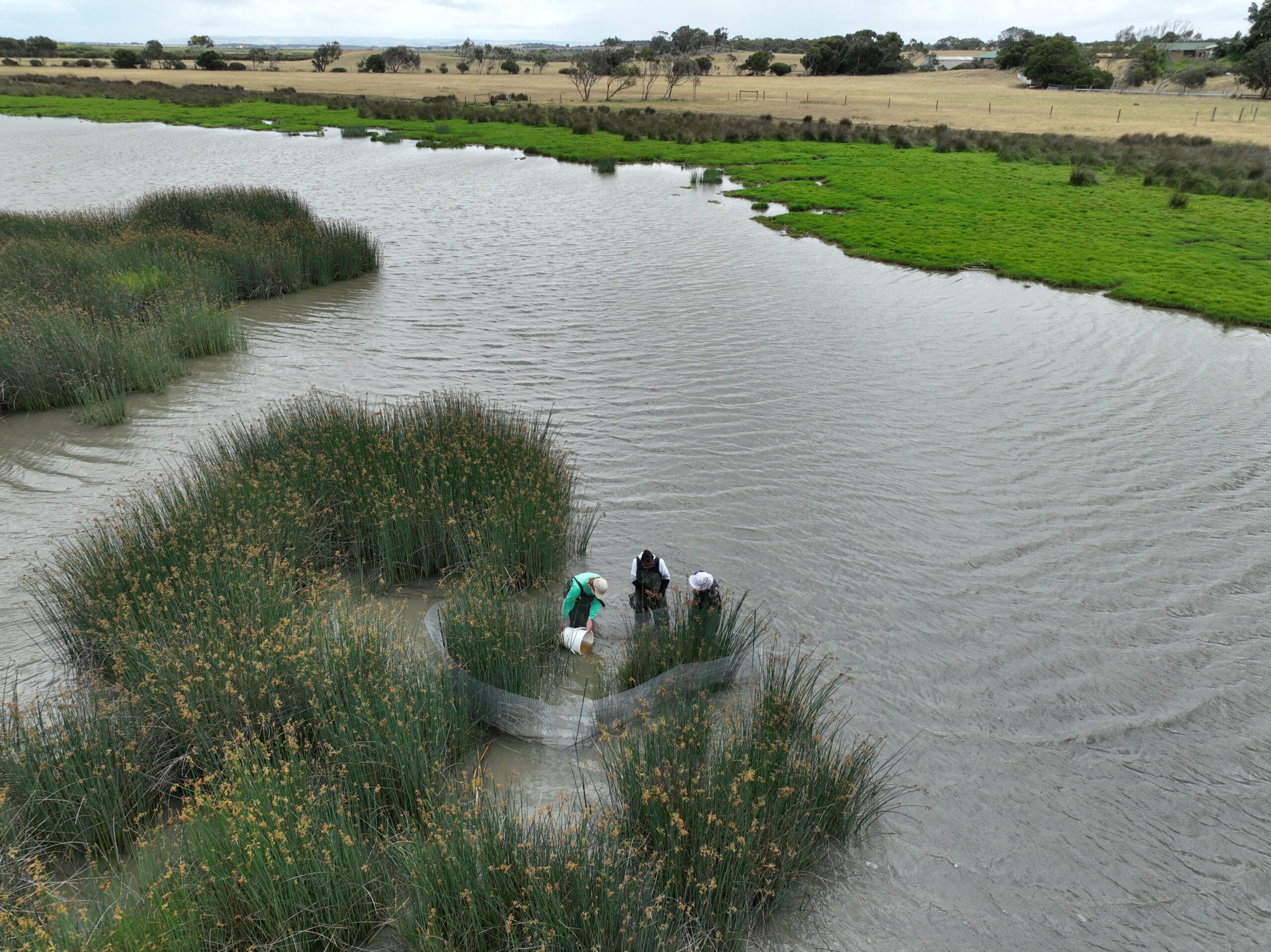 An aerial photo of three people standing knee-deep next to tall grass in a river.