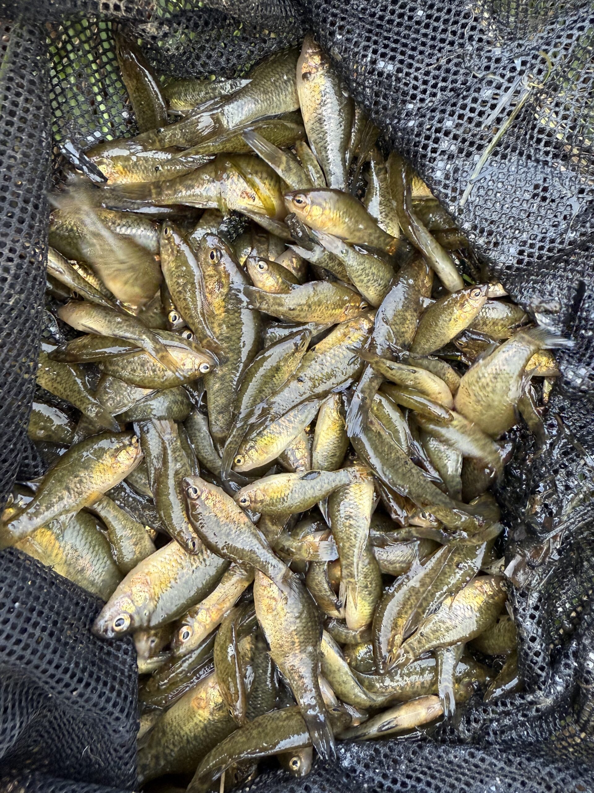 A net full of small fish.