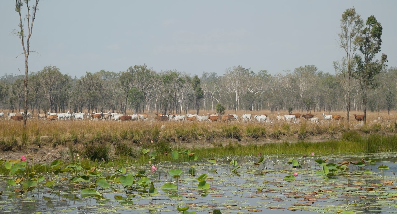 A large group of cattle on the far side of a expanse of water.
