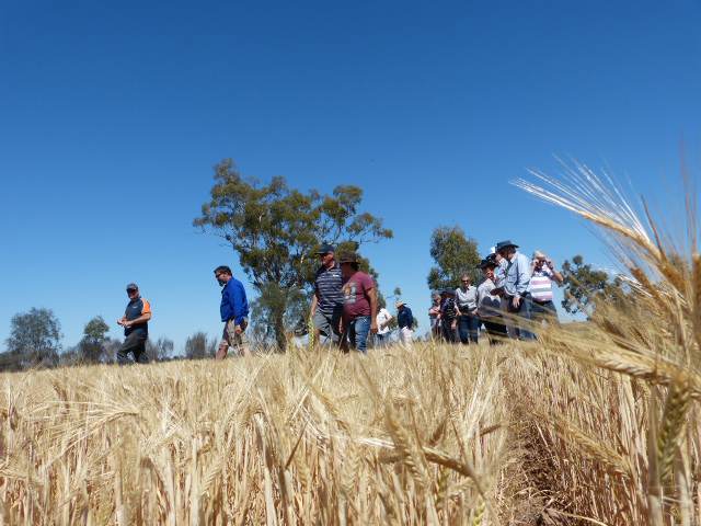 A group of people walking through a field of barley.