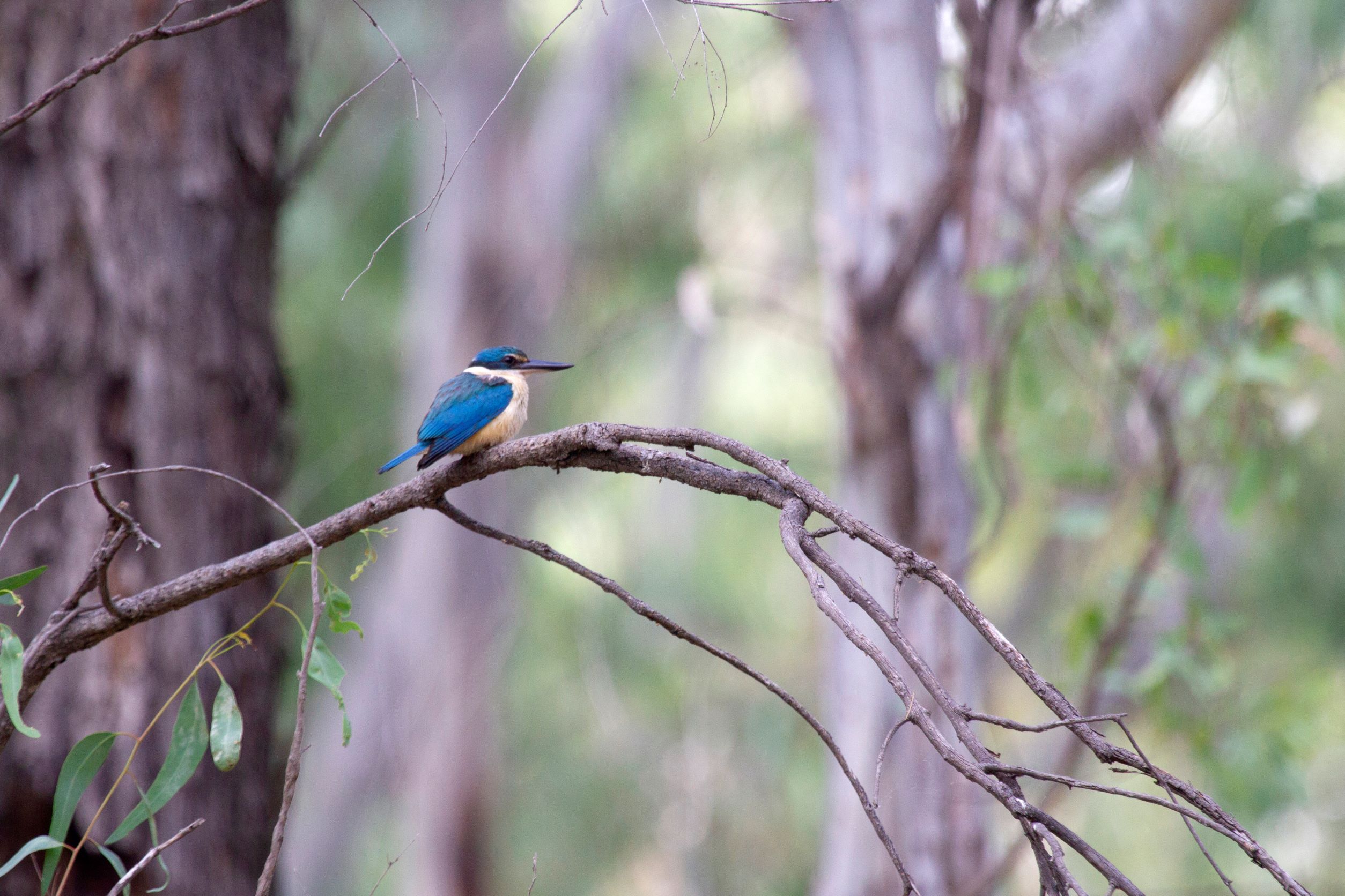 A small brightly coloured bird perched on a branch.