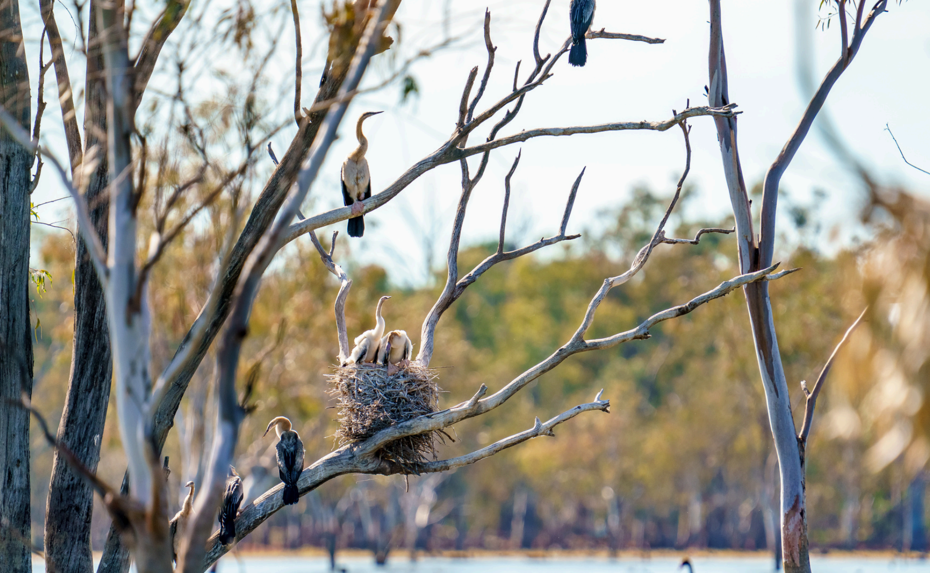 A dead tree with a number of birds sitting in it, and a nest with two inside it.
