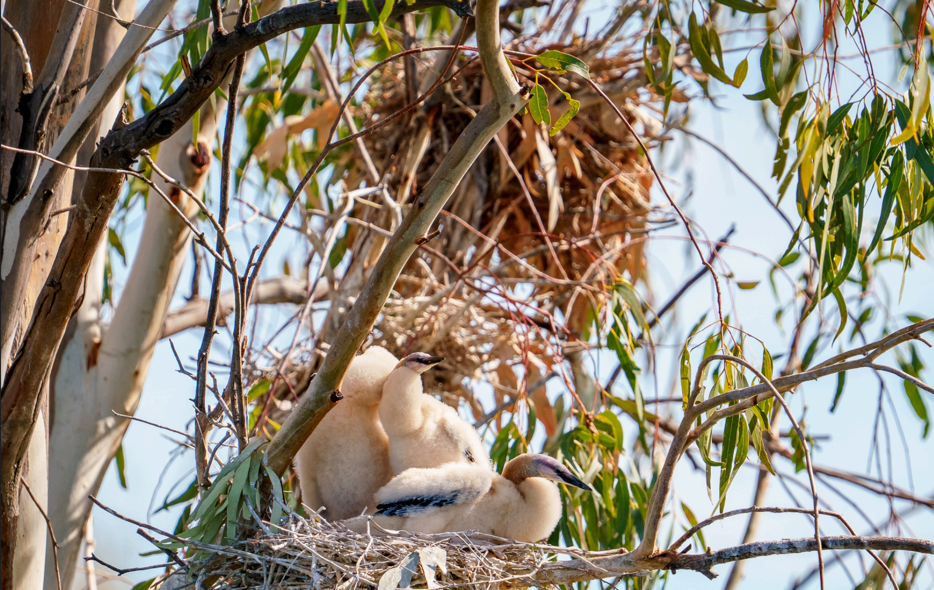 Three baby birds in a nest high up in a tree.