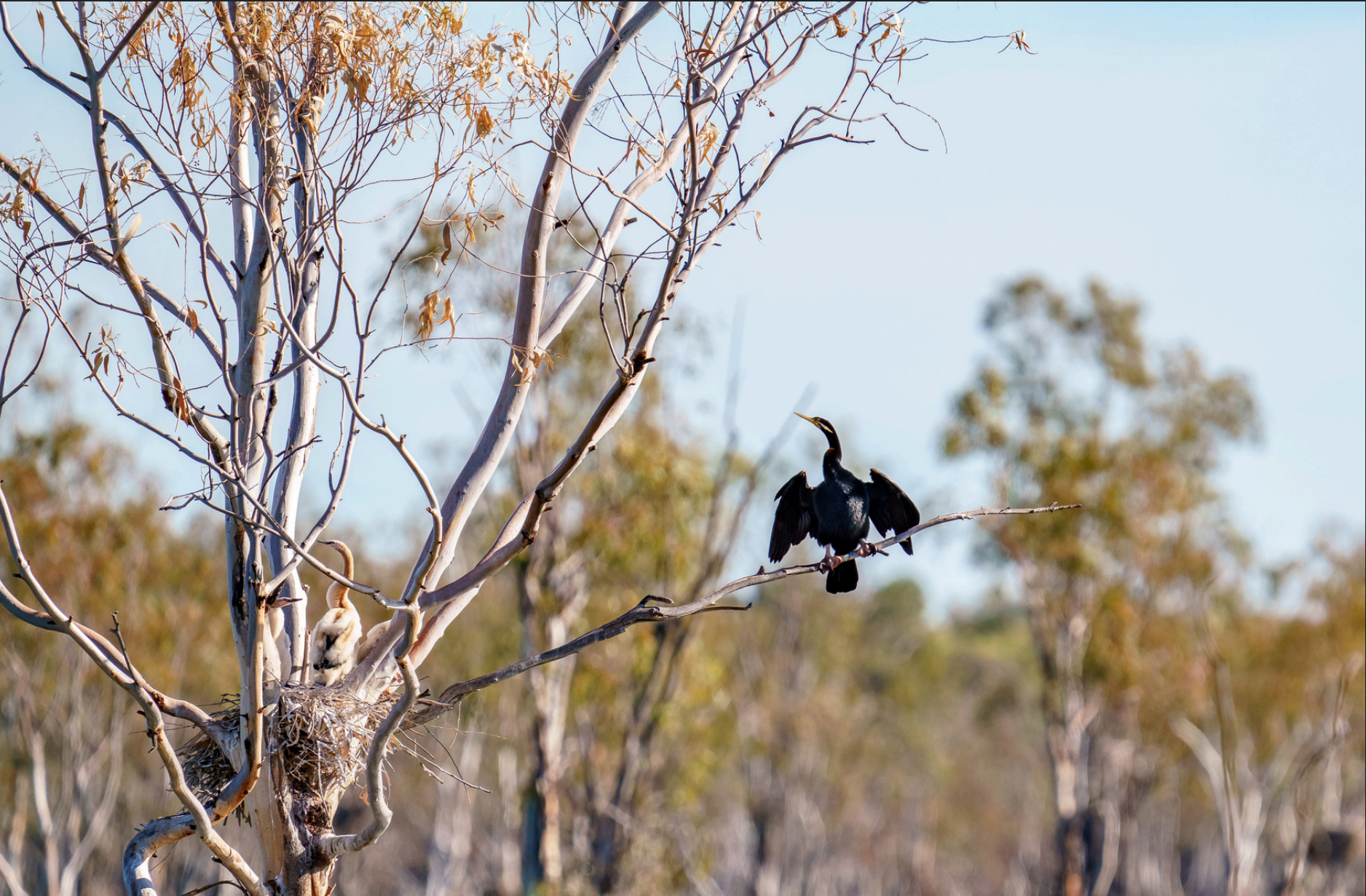 A large bird on the end of a branch.