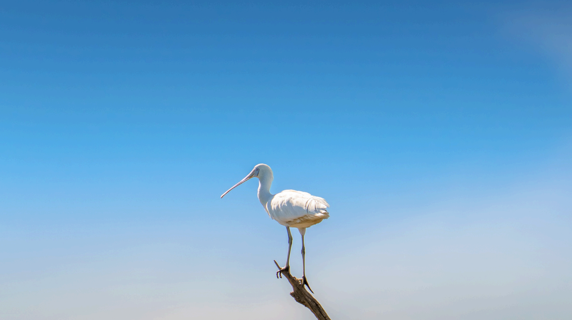 A bird sitting on the end of a branch silhouetted against a blue sky.