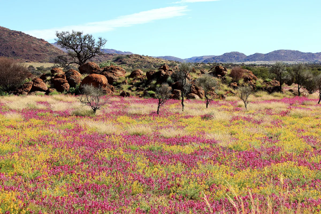 A field full of pink and yellow flowers, with small trees, red rocks and large hills in the background.