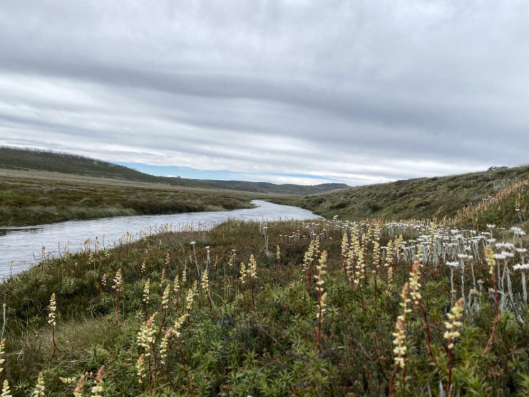 A landscape photo of a river and its banks covered in wildflowers.