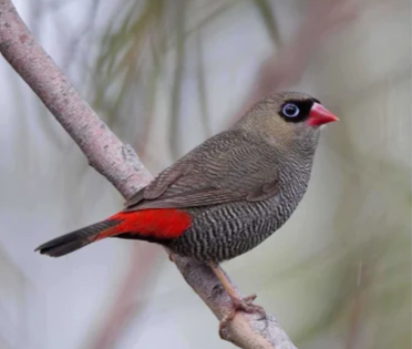 A small bird with brown feathers and a red tail looking side-on at the camera.