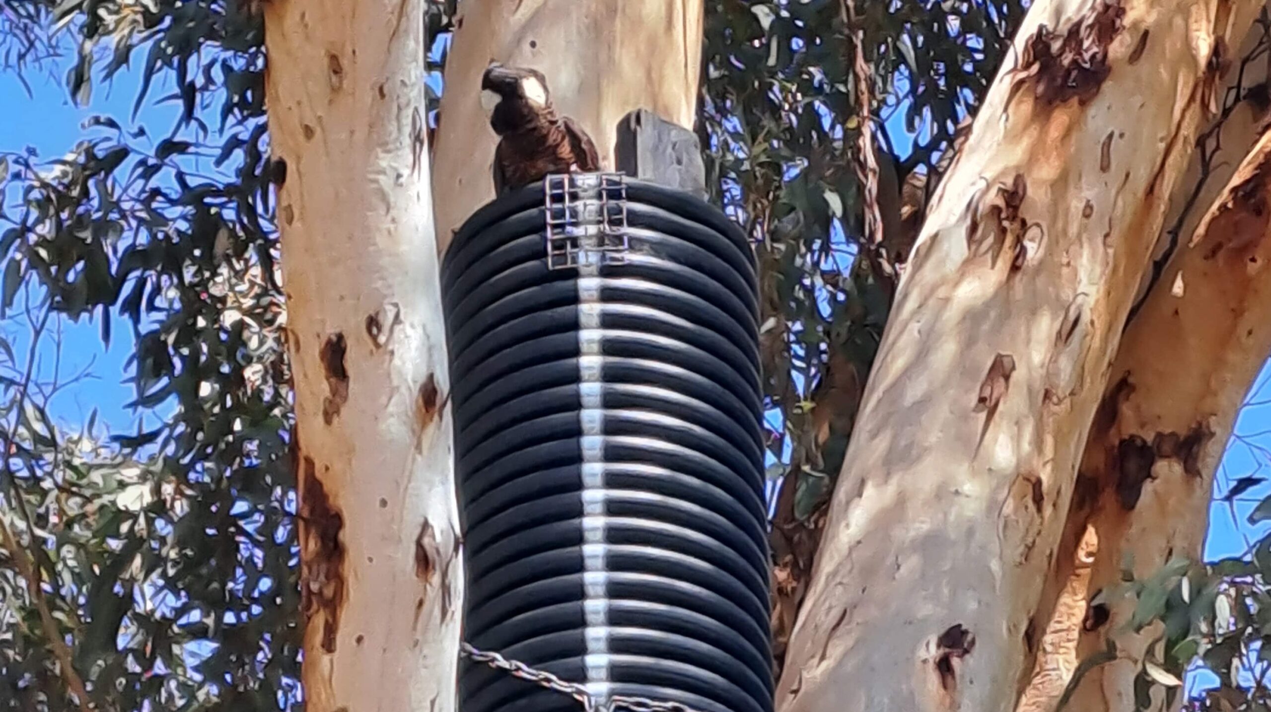 A bird looking down at the camera from the top of a high box.